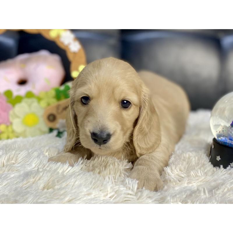 販売中の岐阜県のミニチュアダックスフンド(ロングヘアード)-429427の4枚目