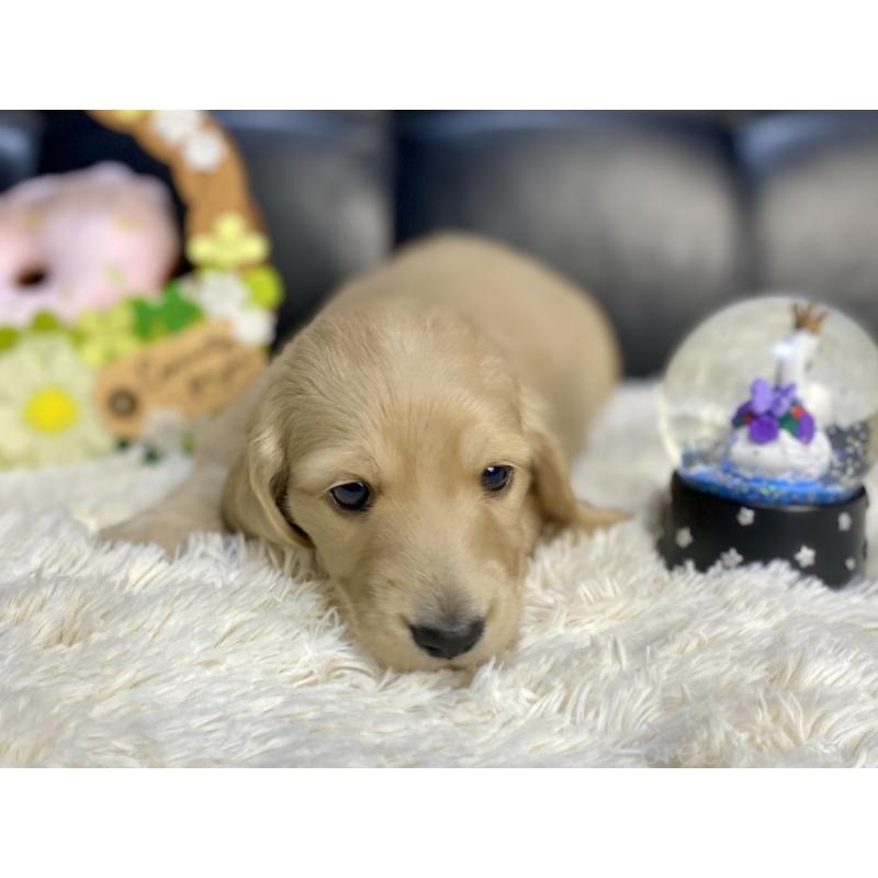 販売中の岐阜県のミニチュアダックスフンド(ロングヘアード)-429427の3枚目