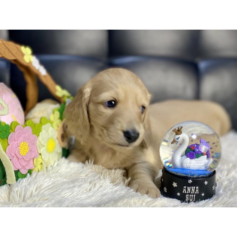 販売中の岐阜県のミニチュアダックスフンド(ロングヘアード)-429427の2枚目