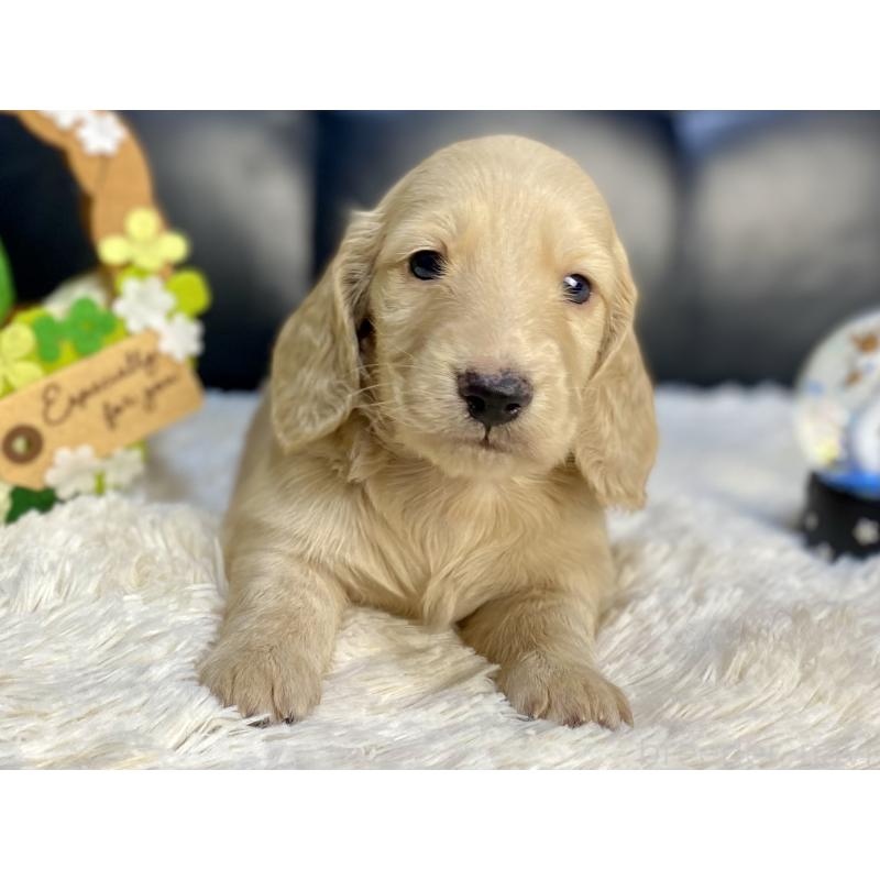 成約済の岐阜県のミニチュアダックスフンド(ロングヘアード)-430141の9枚目