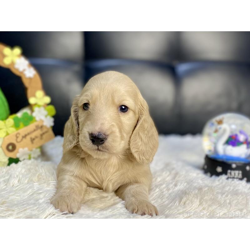 成約済の岐阜県のミニチュアダックスフンド(ロングヘアード)-430141の7枚目