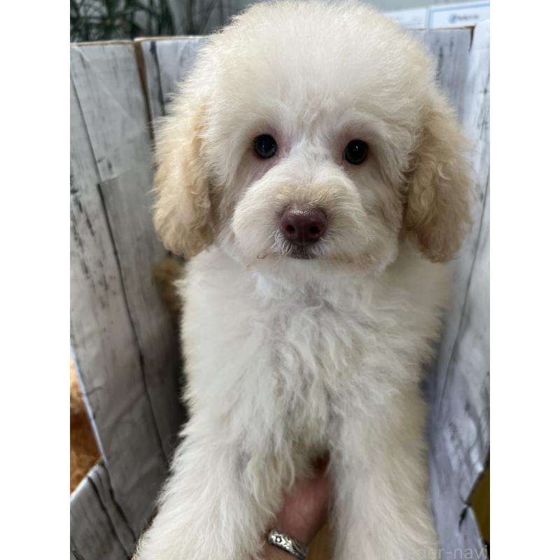 販売中の山梨県のトイプードル-424992の3枚目