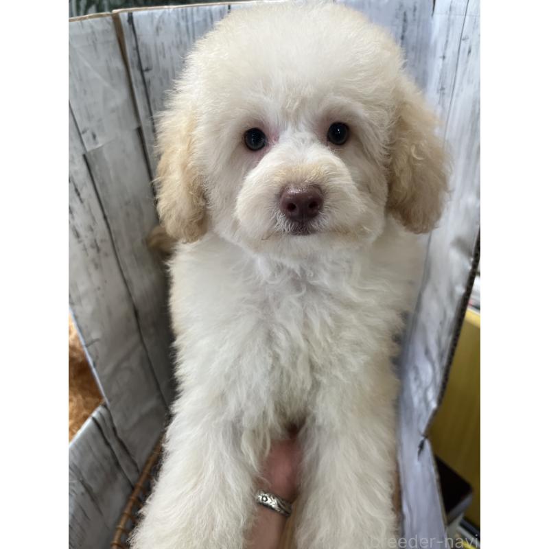 販売中の山梨県のトイプードル-424992の2枚目