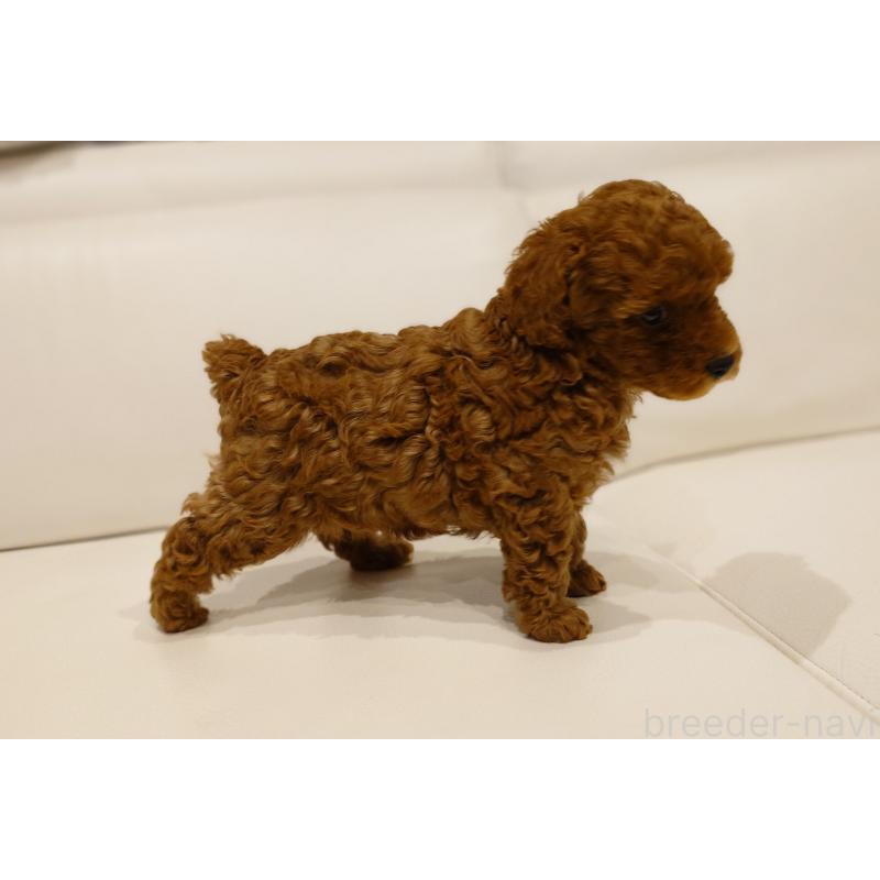 販売中の千葉県のタイニープードル-432636の10枚目