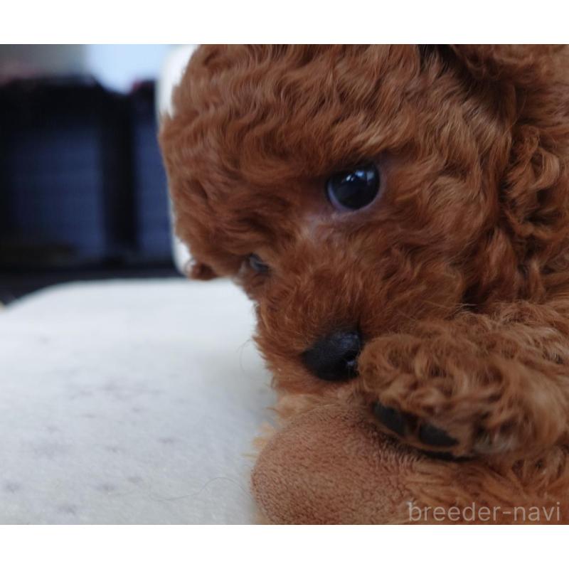 販売中の千葉県のタイニープードル-432636の9枚目