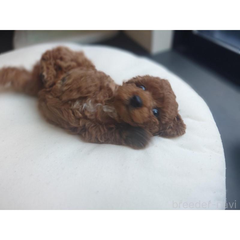 販売中の千葉県のタイニープードル-432636の8枚目