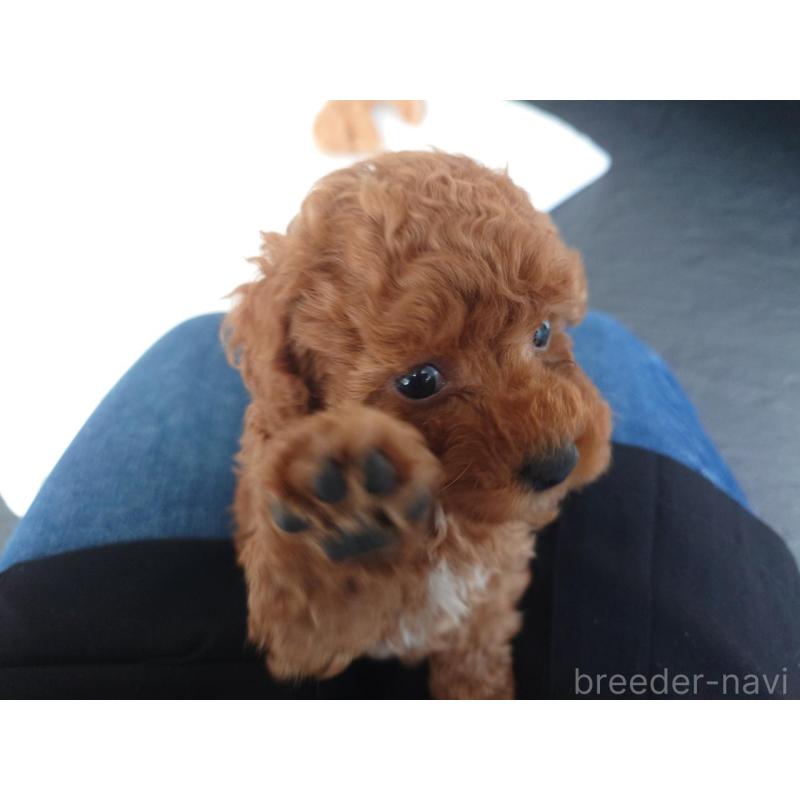 販売中の千葉県のタイニープードル-432636の7枚目
