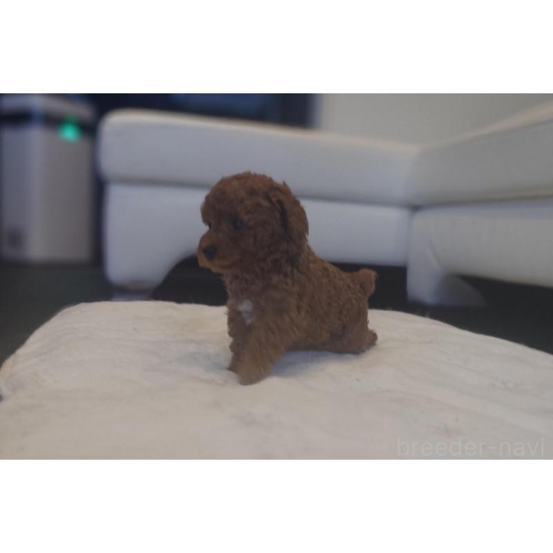 販売中の千葉県のタイニープードル-432636の6枚目