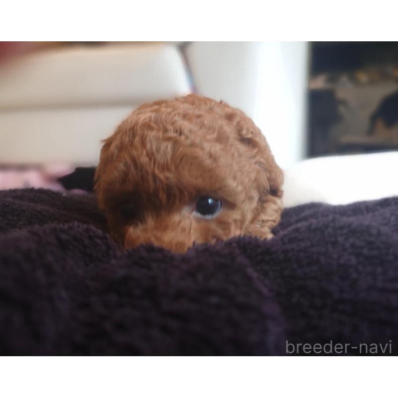 販売中の千葉県のタイニープードル-432636の5枚目