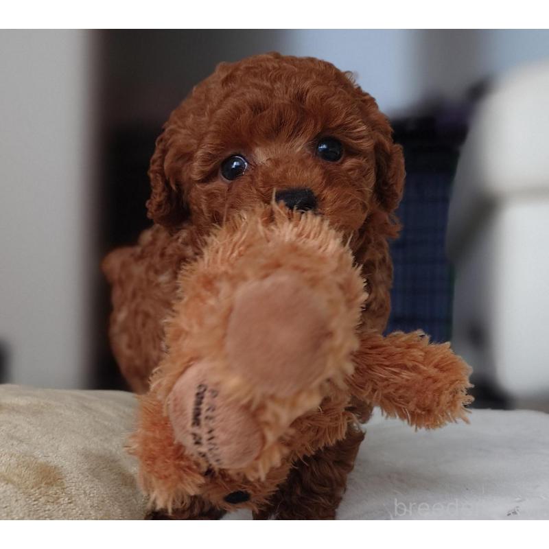 販売中の千葉県のタイニープードル-432636の4枚目