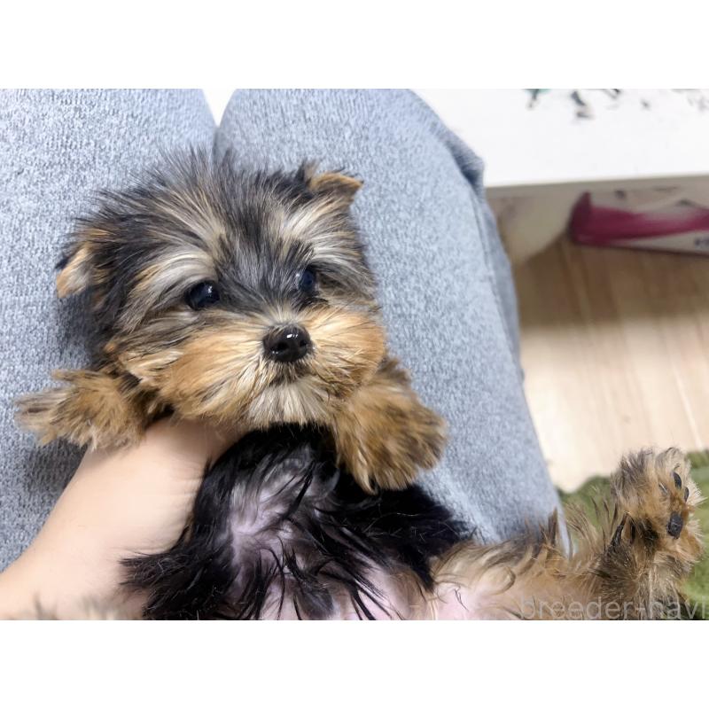 成約済の茨城県のヨークシャーテリア-425994の2枚目