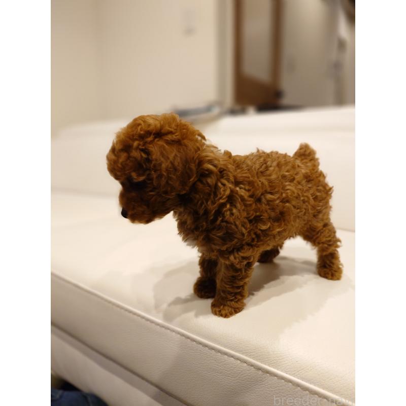 販売中の千葉県のタイニープードル-432636の3枚目