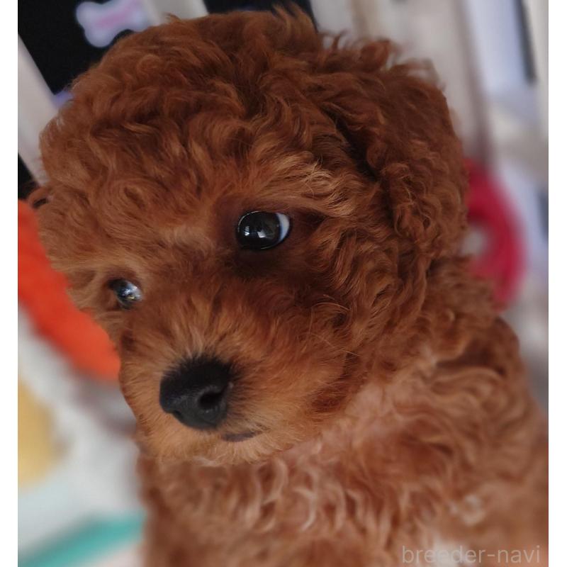 販売中の千葉県のタイニープードル-432636の2枚目