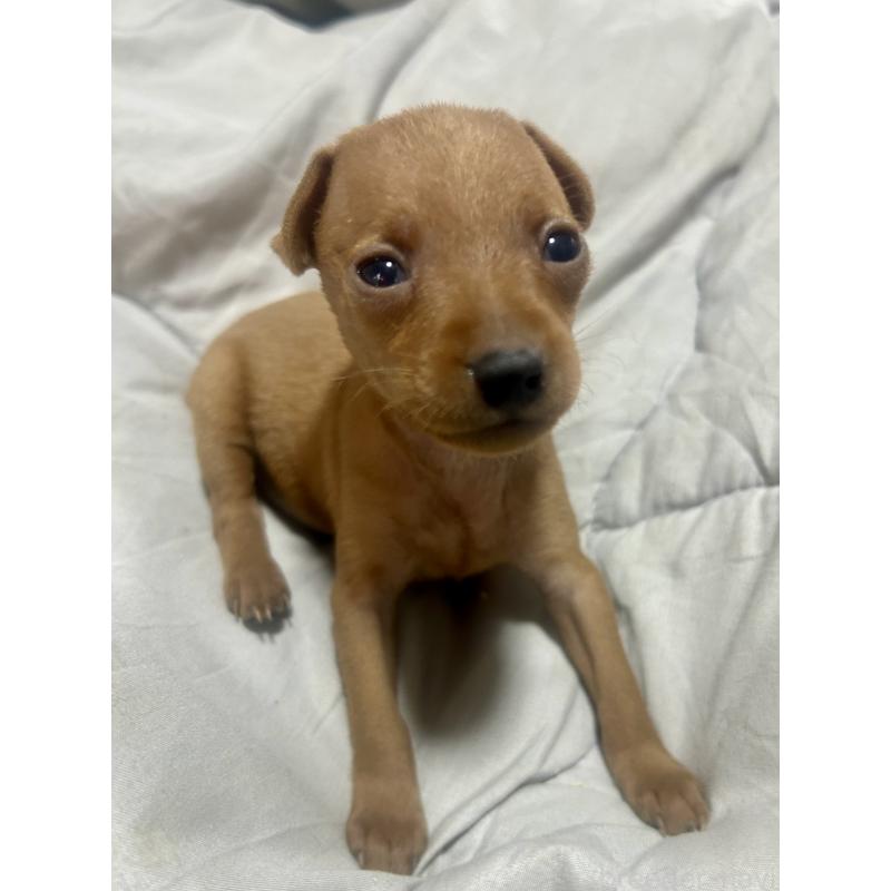 販売中の静岡県のミニチュアピンシャー(ミニピン)-432634