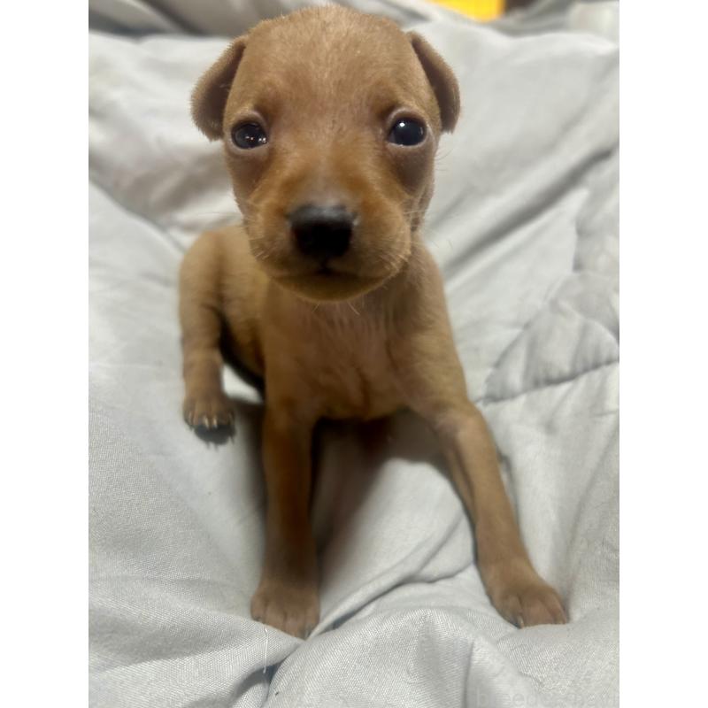 販売中の静岡県のミニチュアピンシャー(ミニピン)-432634の3枚目