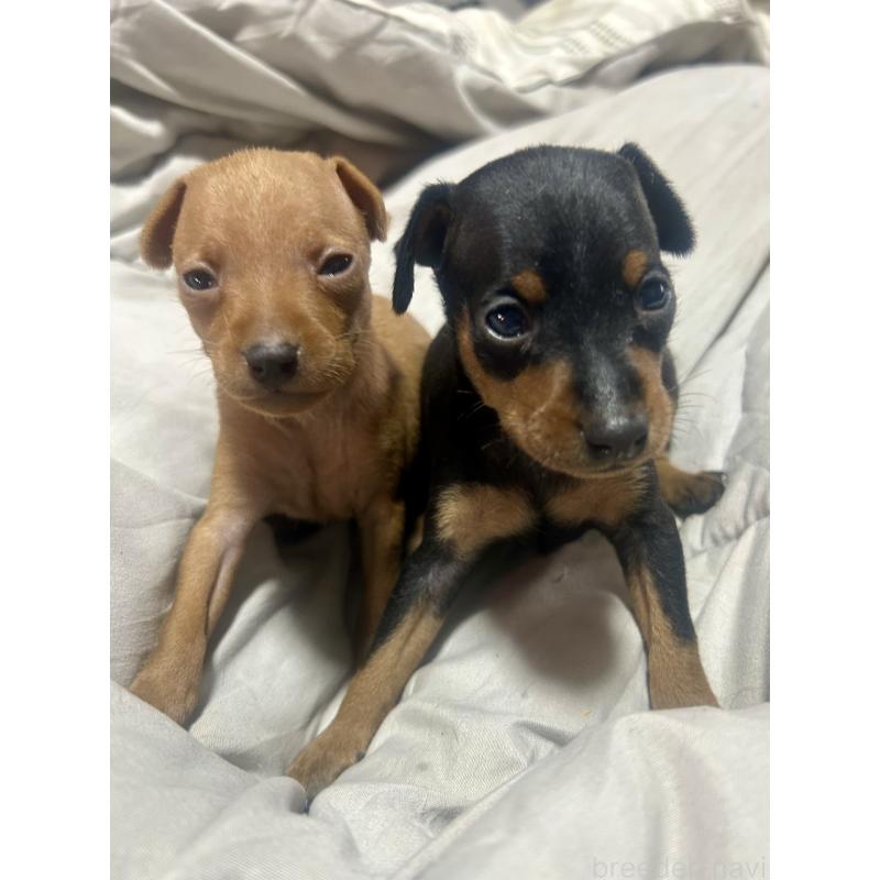 販売中の静岡県のミニチュアピンシャー(ミニピン)-432634の2枚目