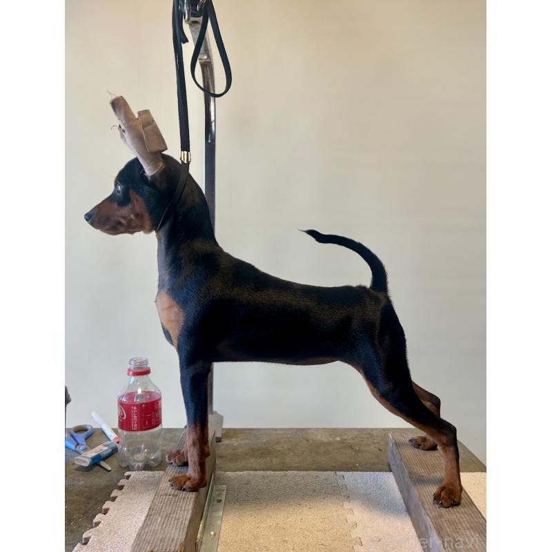 リボンちゃん1枚目