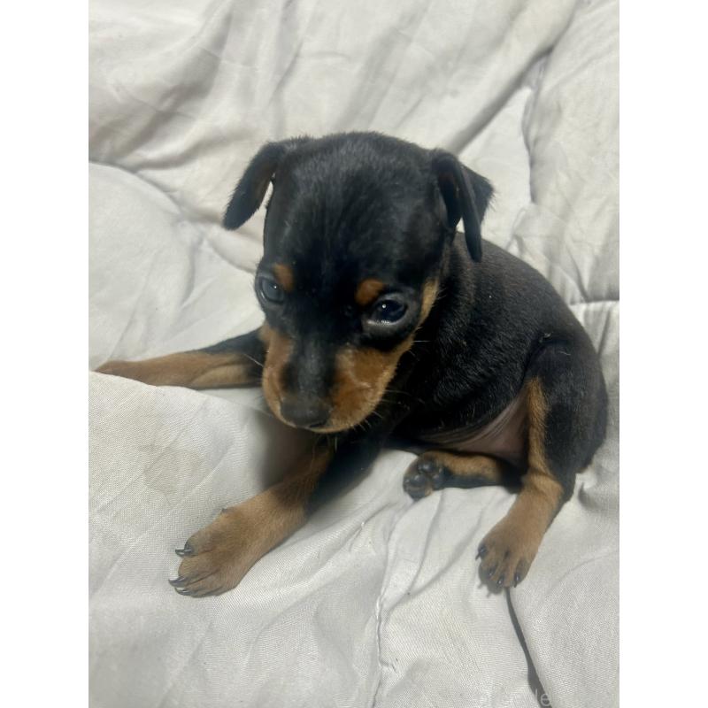 販売中の静岡県のミニチュアピンシャー(ミニピン)-432637の3枚目