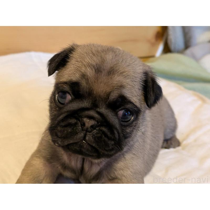 販売中の茨城県のパグ-432638の3枚目