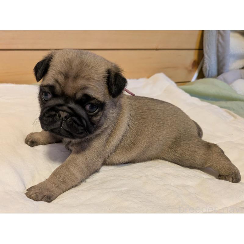 販売中の茨城県のパグ-432638の2枚目