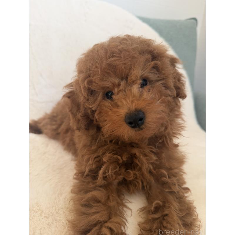 販売中の群馬県のトイプードル-421390の2枚目