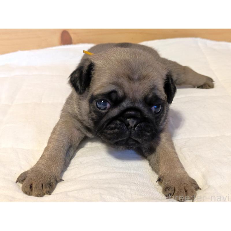 販売中の茨城県のパグ-432639の3枚目