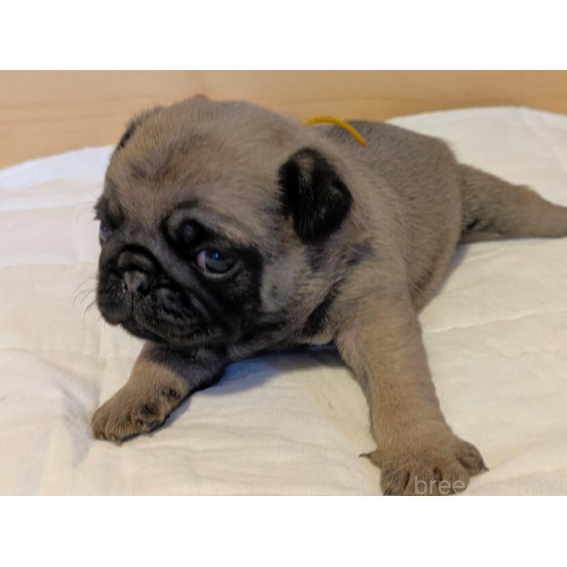 販売中の茨城県のパグ-432639の2枚目