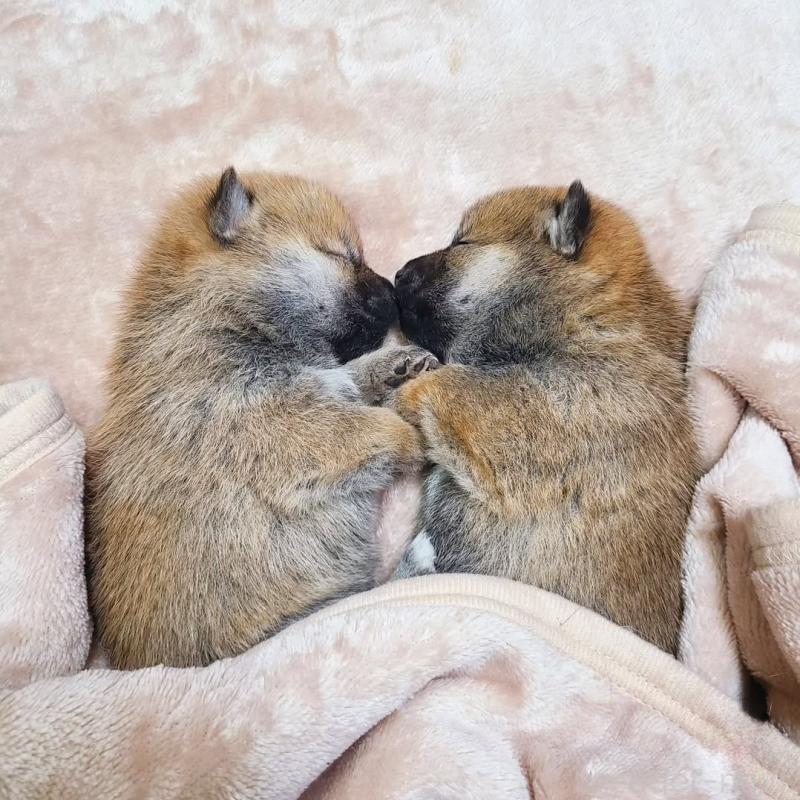 販売中の神奈川県の柴犬-432641の5枚目