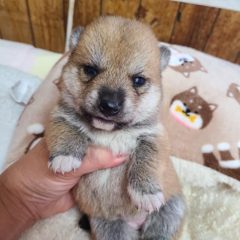 販売中の神奈川県の柴犬-432641の3枚目