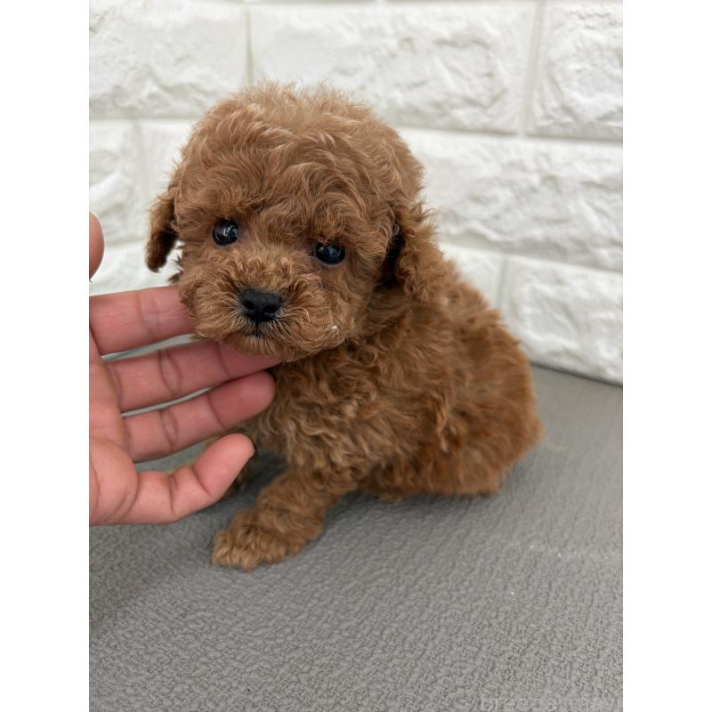 販売中の熊本県のティーカッププードル-432643の2枚目