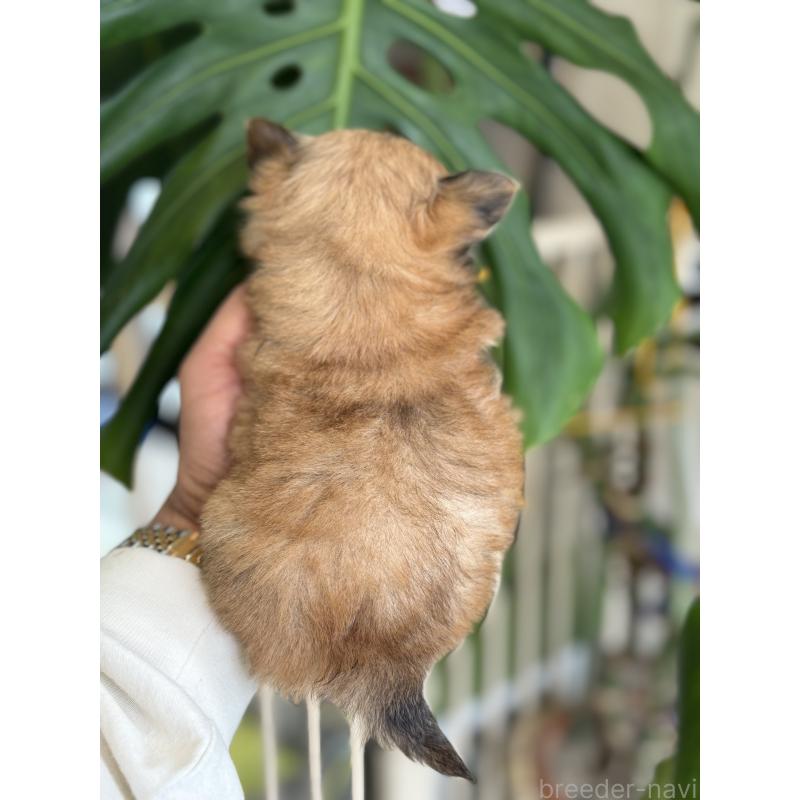 販売中の静岡県のチワワ(ロングコート)-432646の4枚目