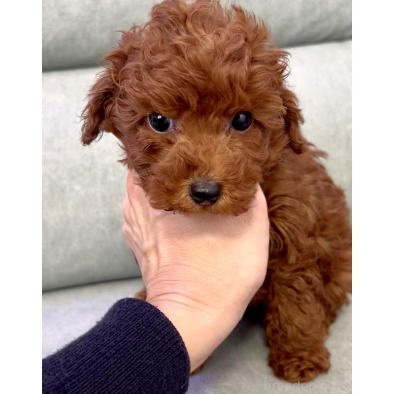 販売中の奈良県のトイプードル-432473の2枚目