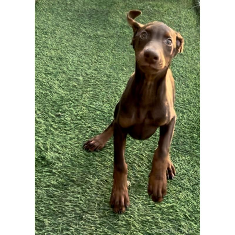 販売中の奈良県のドーベルマン-428379の3枚目