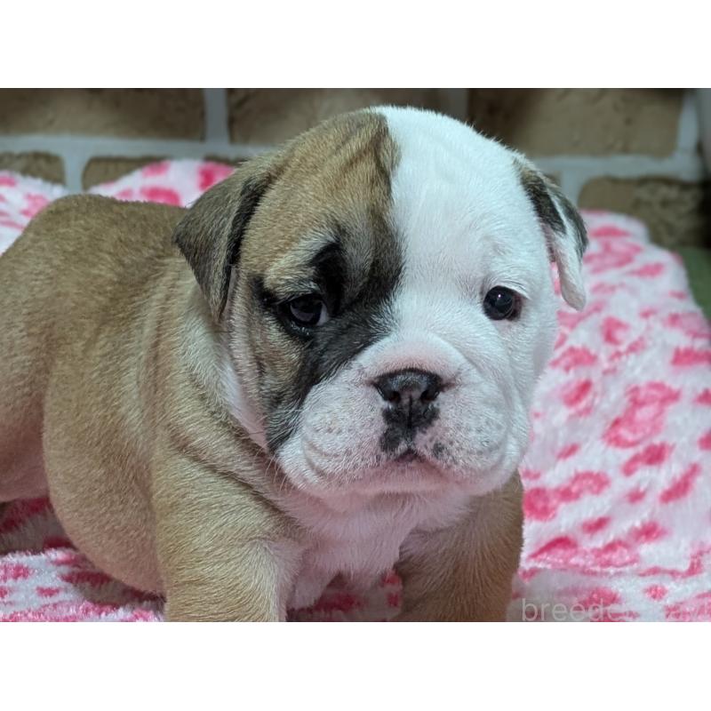 販売中の群馬県のブルドッグ-432649の5枚目
