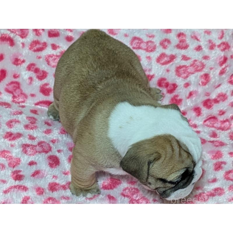 販売中の群馬県のブルドッグ-432649の4枚目