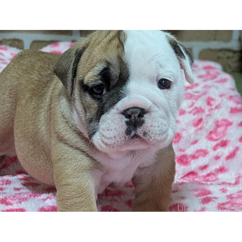 販売中の群馬県のブルドッグ-432649の3枚目