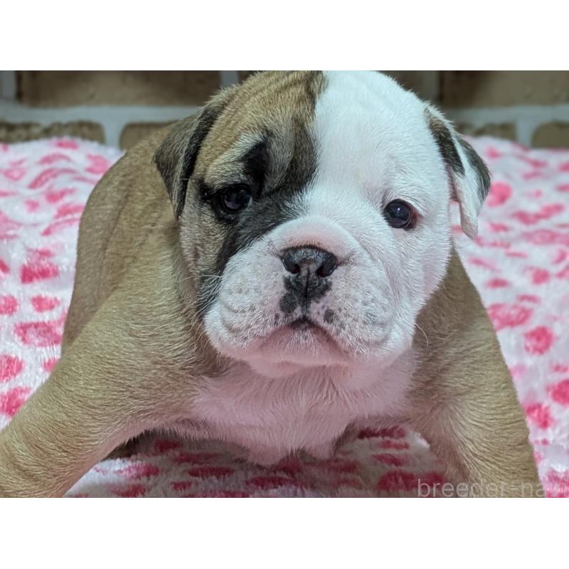 販売中の群馬県のブルドッグ-432649の2枚目