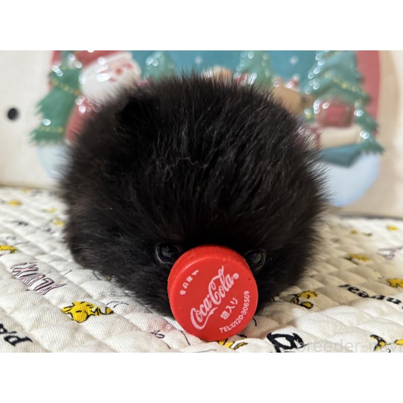 販売中の静岡県のポメラニアン-432654の7枚目