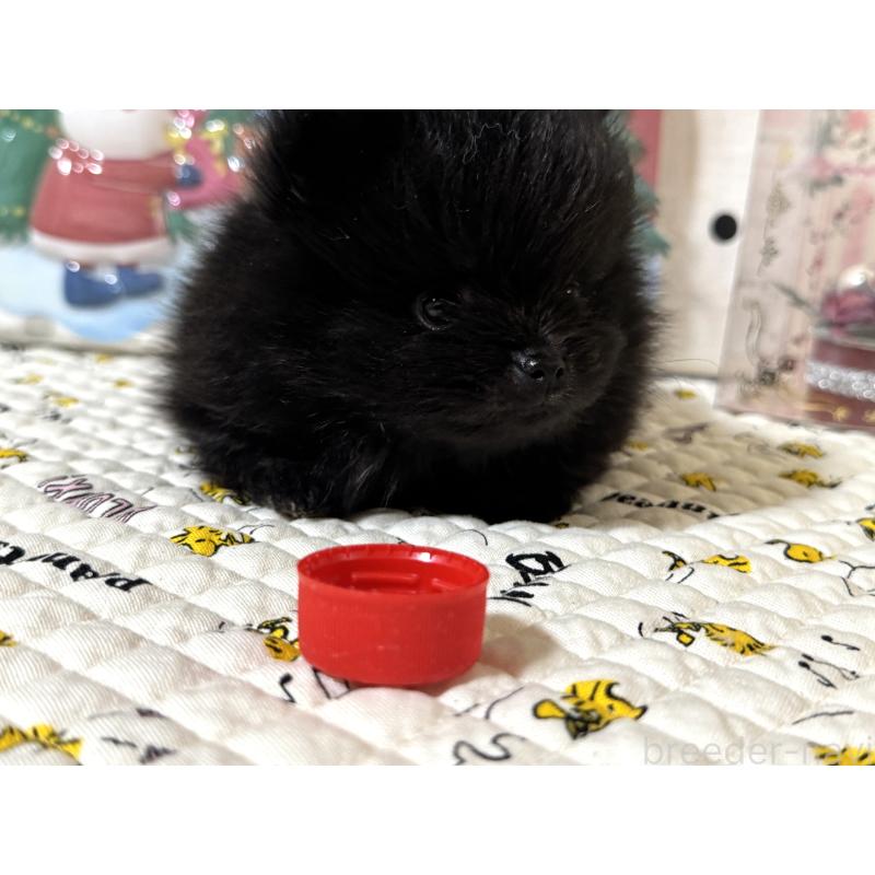 販売中の静岡県のポメラニアン-432654の6枚目