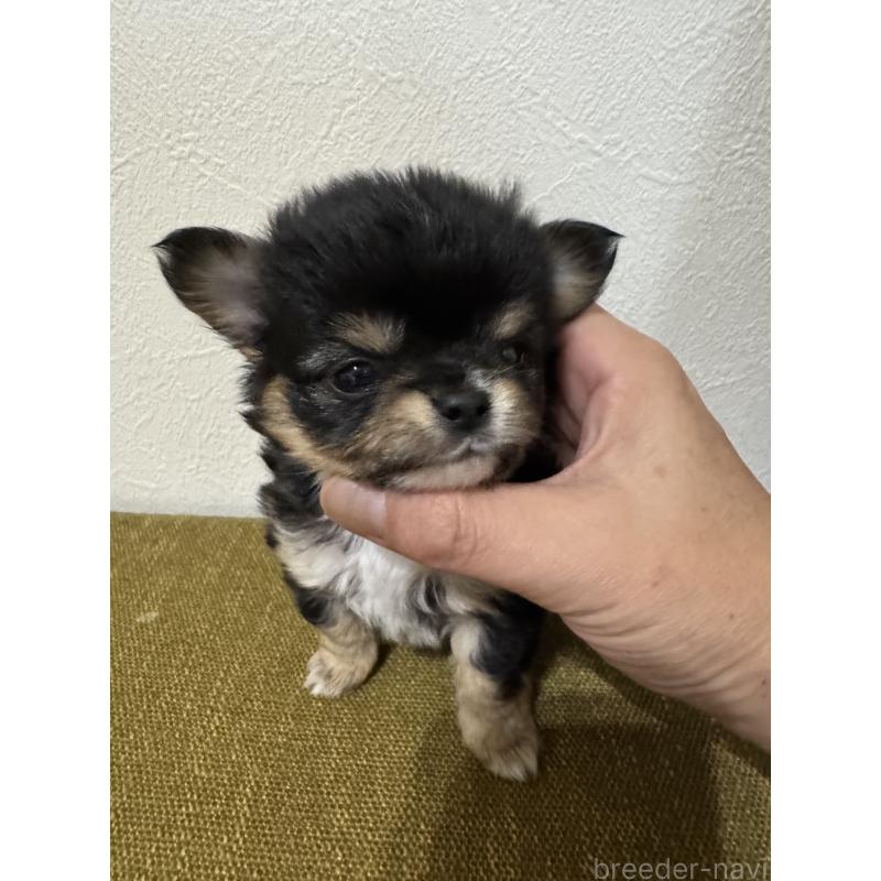 販売中の滋賀県のチワワ(ロングコート)-432650の5枚目