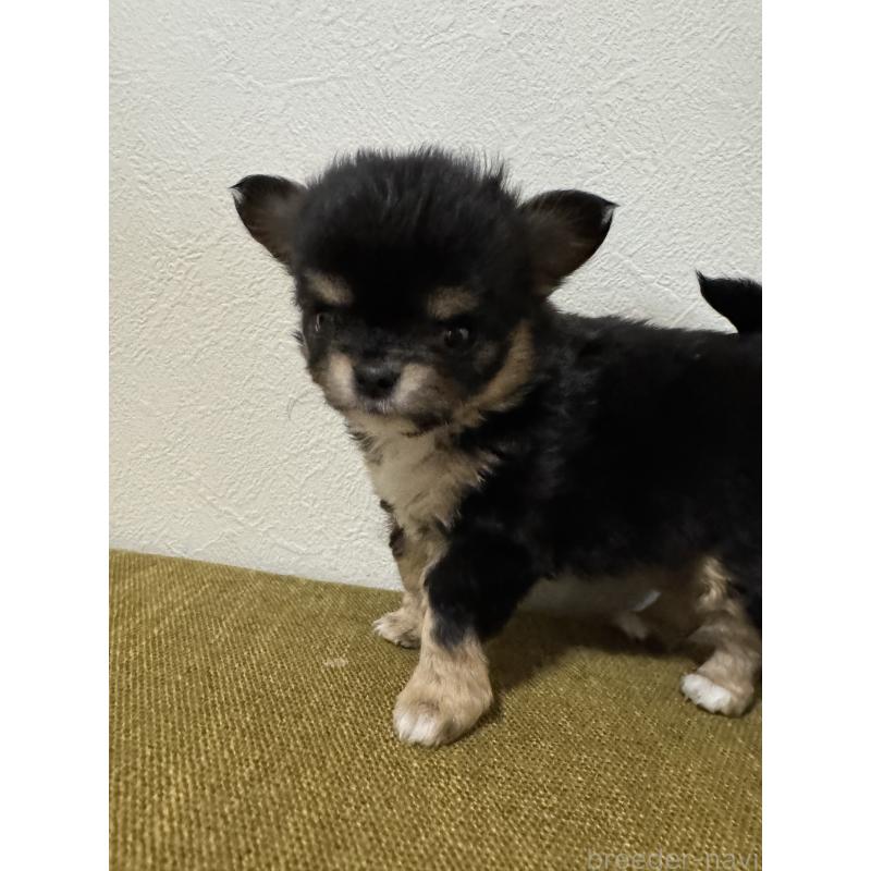 販売中の滋賀県のチワワ(ロングコート)-432650の4枚目