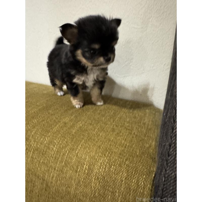 販売中の滋賀県のチワワ(ロングコート)-432650の2枚目