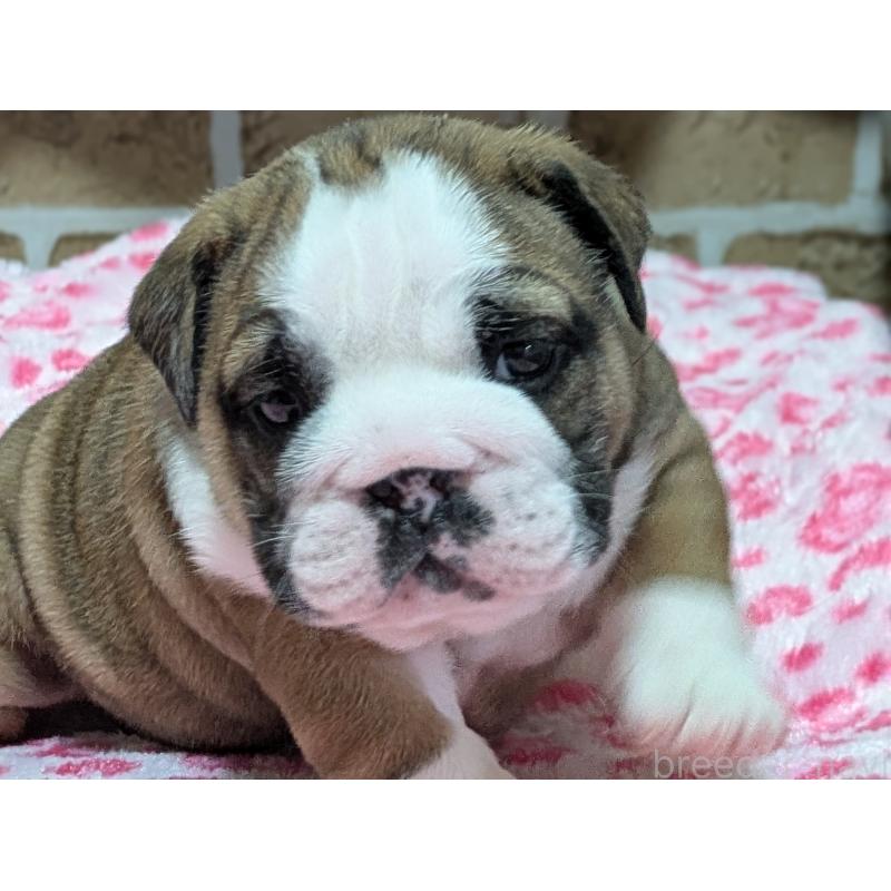 販売中の群馬県のブルドッグ-432651の5枚目