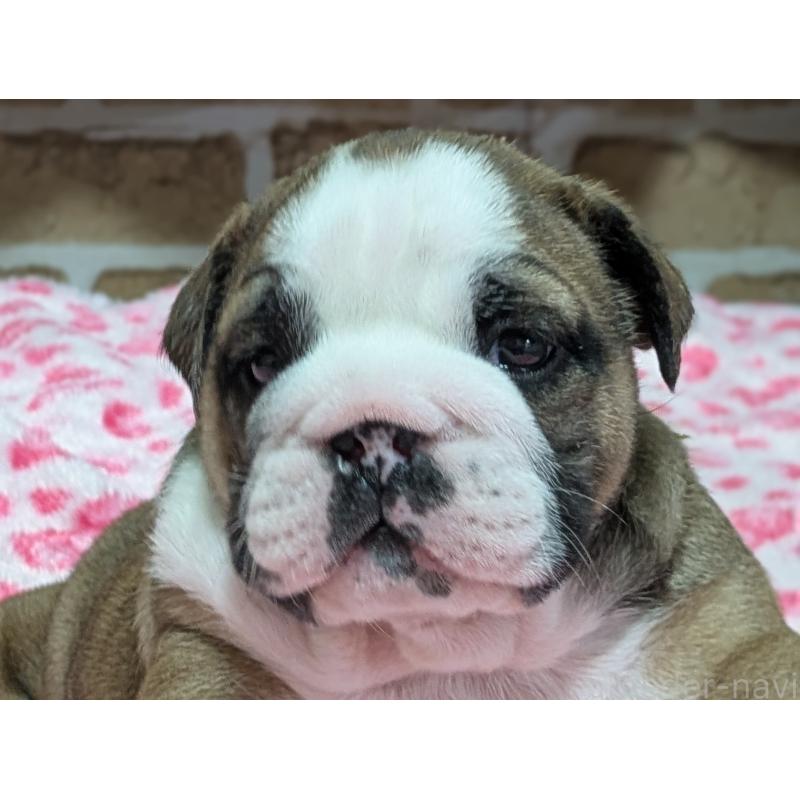 販売中の群馬県のブルドッグ-432651の4枚目