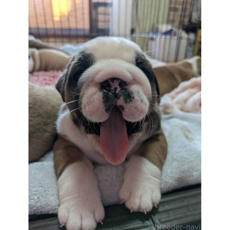 販売中の群馬県のブルドッグ-432651の3枚目