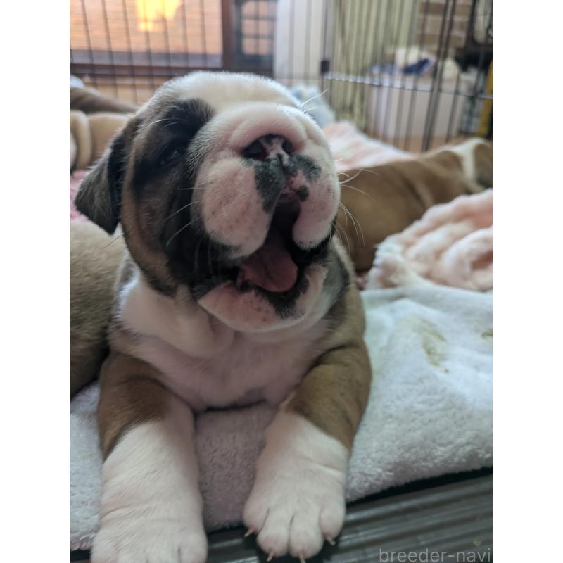 販売中の群馬県のブルドッグ-432651の2枚目