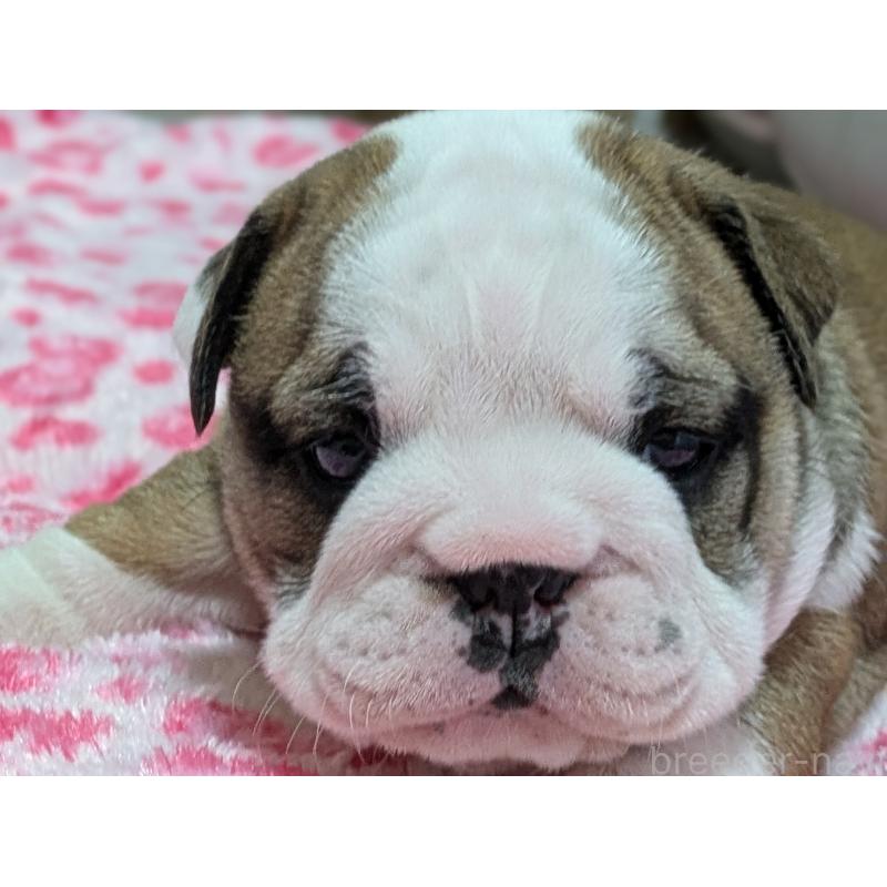 販売中の群馬県のブルドッグ-432653の6枚目