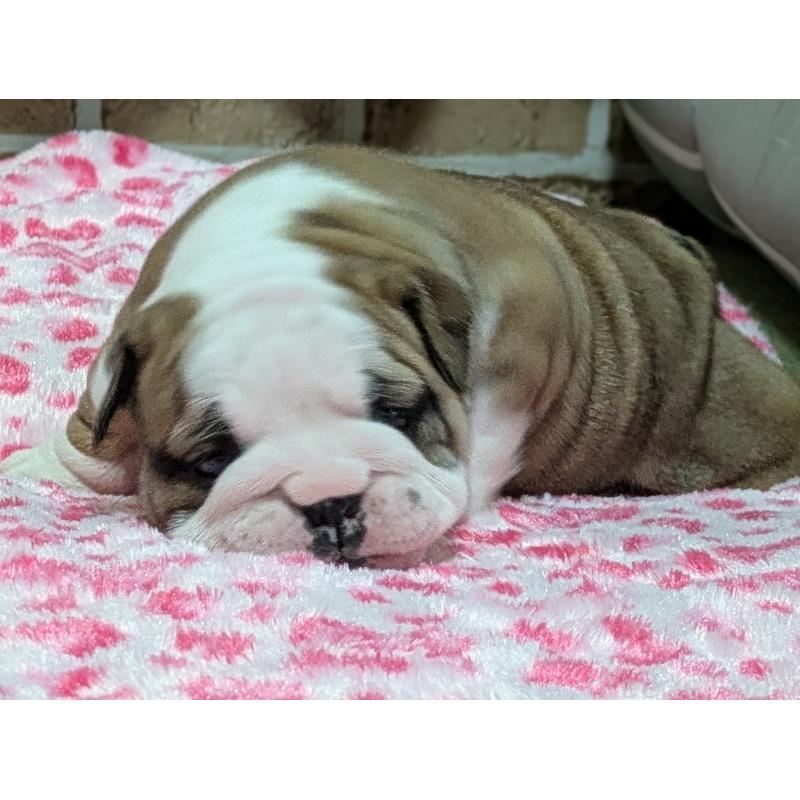 販売中の群馬県のブルドッグ-432653の5枚目