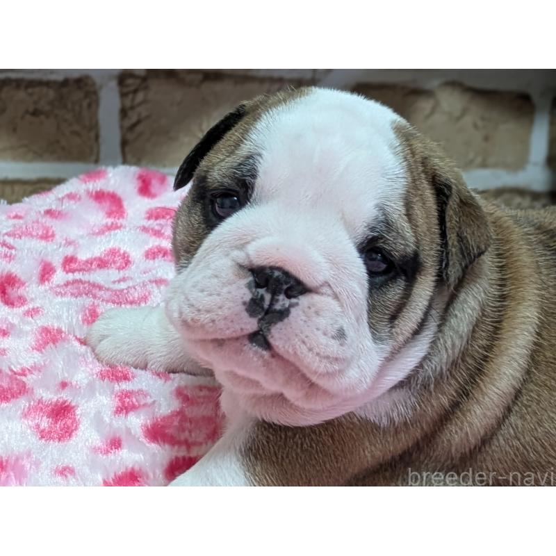 販売中の群馬県のブルドッグ-432653の4枚目