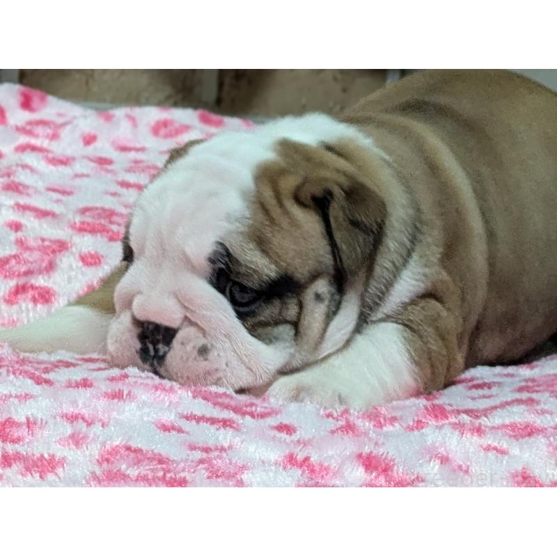 販売中の群馬県のブルドッグ-432653の3枚目